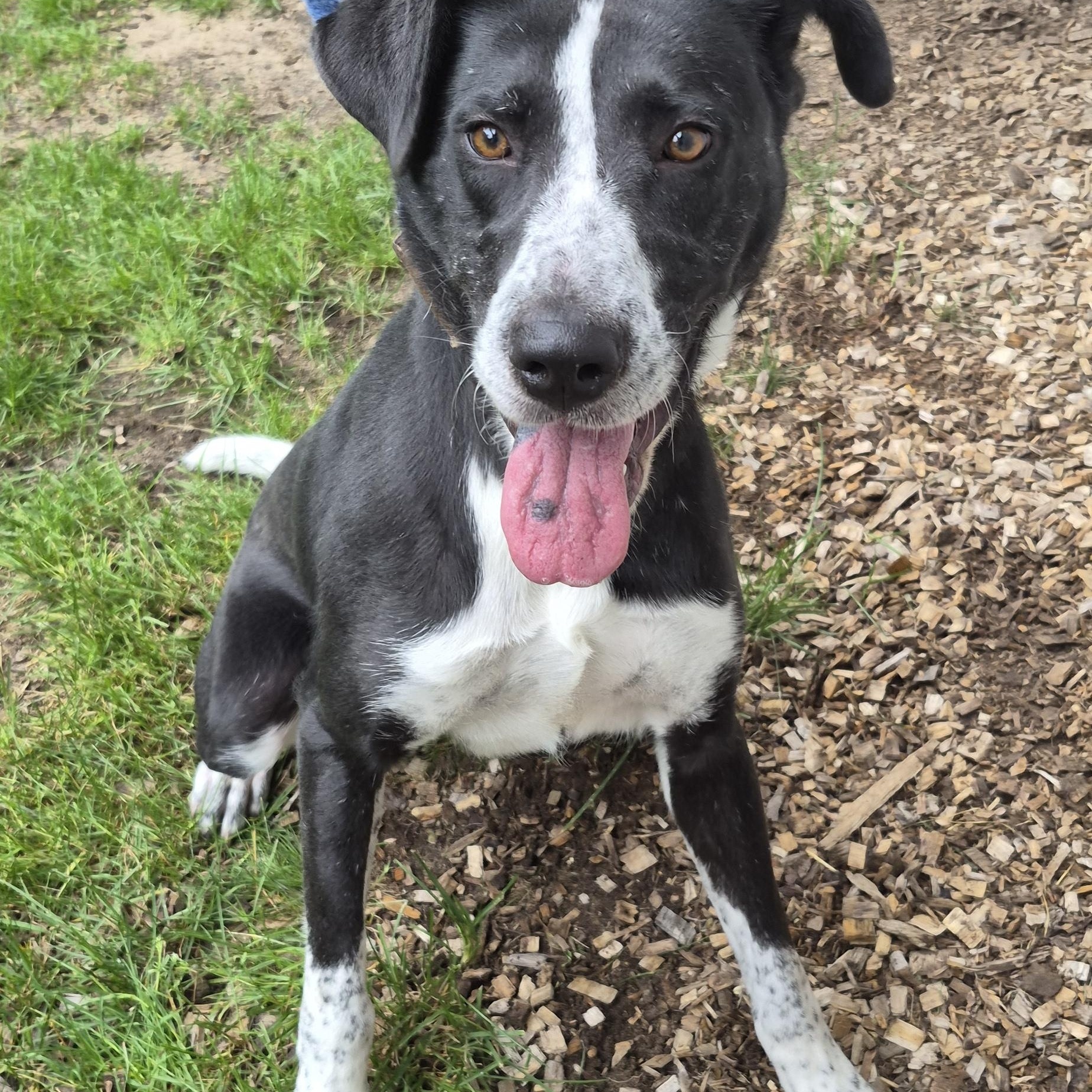 Hula, ADOPTABLE, Adult Female Mixed Breed.