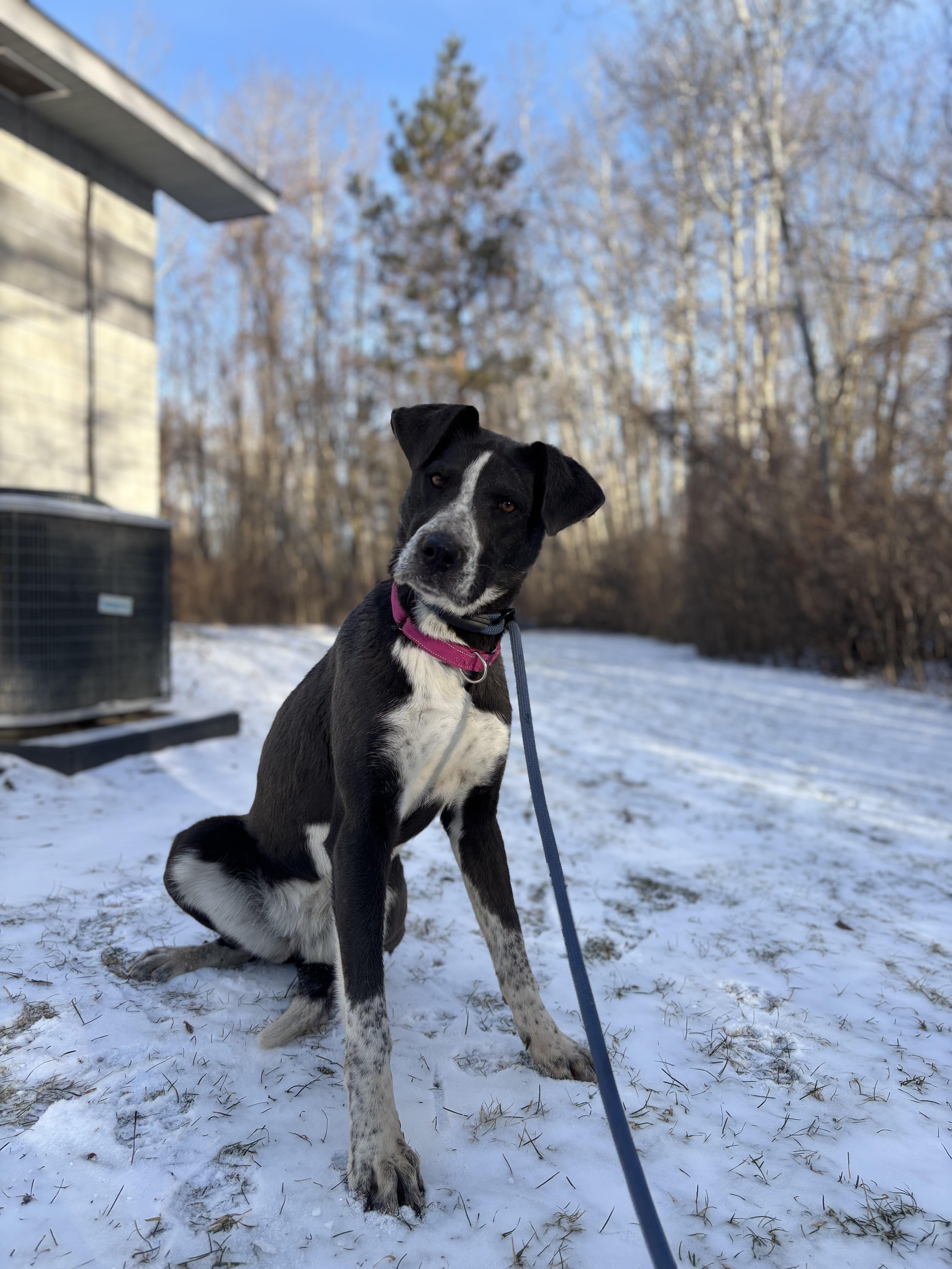 Enlarge Hula, a ADOPTABLE Mixed Breed in Mount Pleasant, MI image 1/2