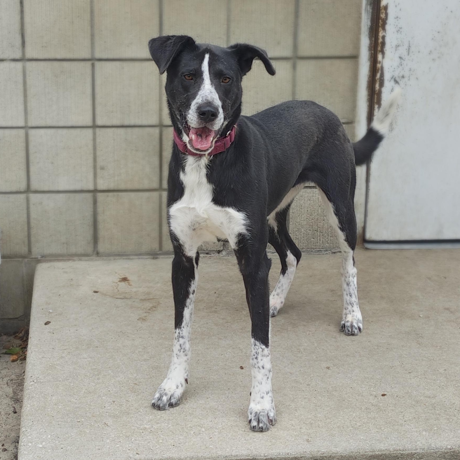 Hula, Adoptable, Adult Female Mixed Breed.