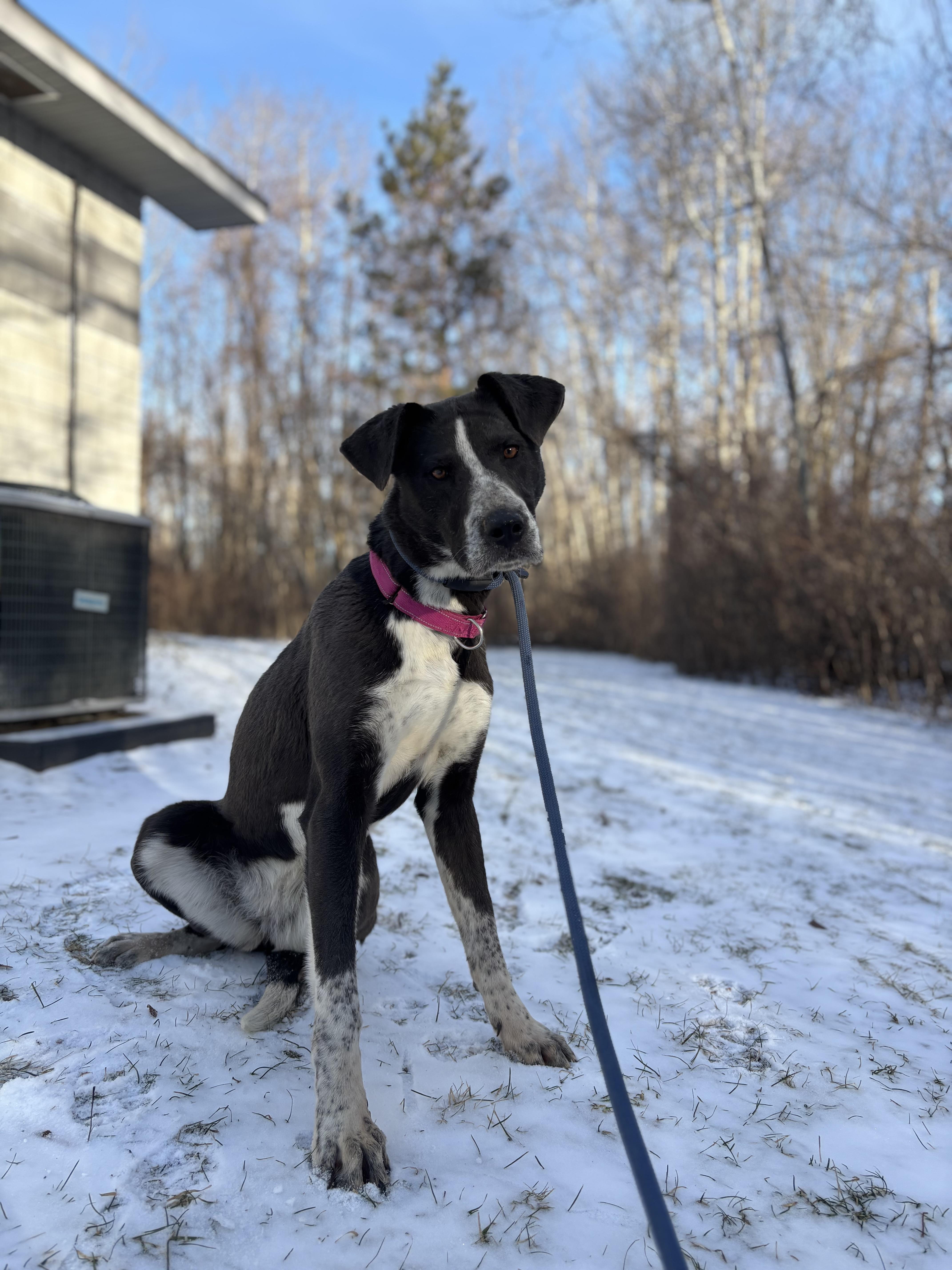 Enlarge Hula, a ADOPTABLE Mixed Breed in Mount Pleasant, MI image 2/2