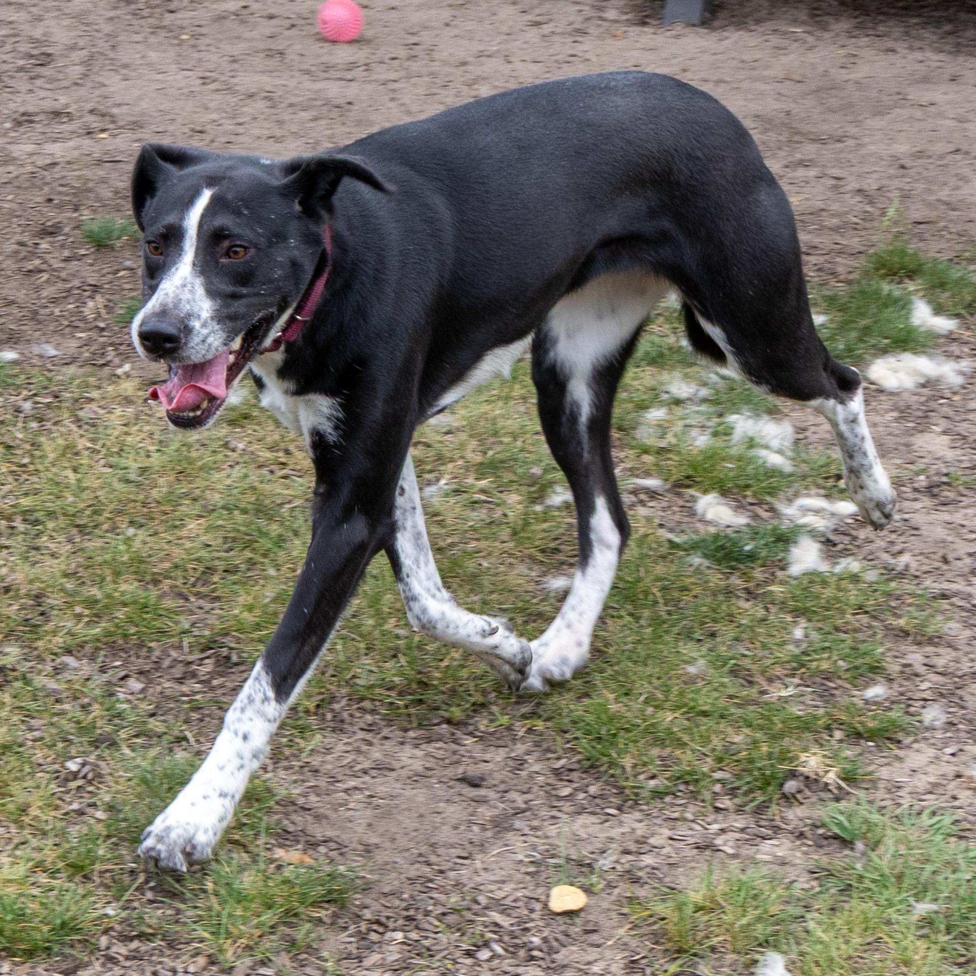 Enlarge Hula, a Adoptable Mixed Breed in Mount Pleasant, MI image 2/3
