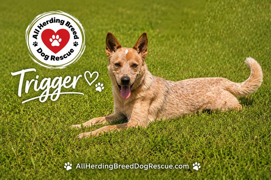Trigger, a ADOPTABLE Cattle Dog in Joliet, IL image 5/5