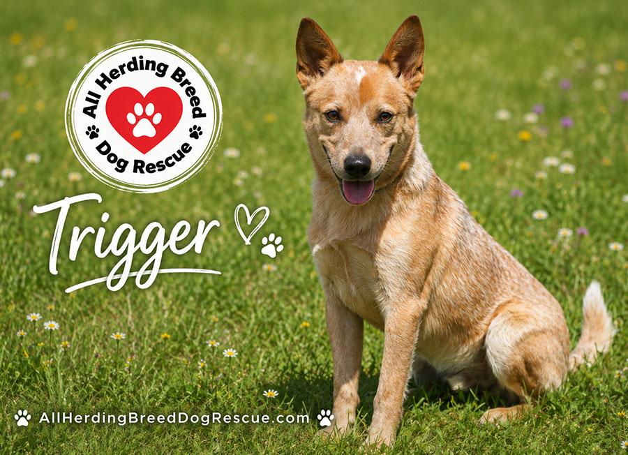 Trigger, a ADOPTABLE Cattle Dog in Joliet, IL image 3/5