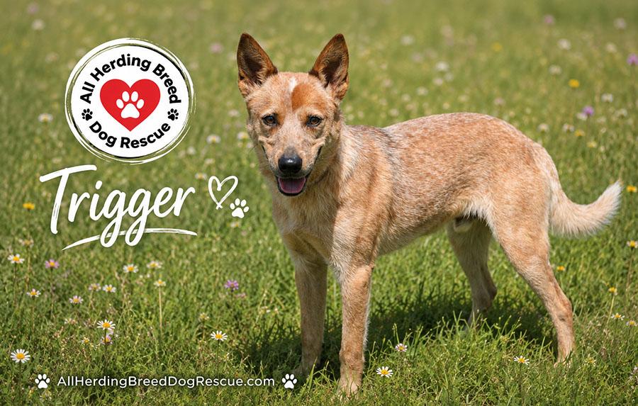 Trigger, a ADOPTABLE Cattle Dog in Joliet, IL image 2/5