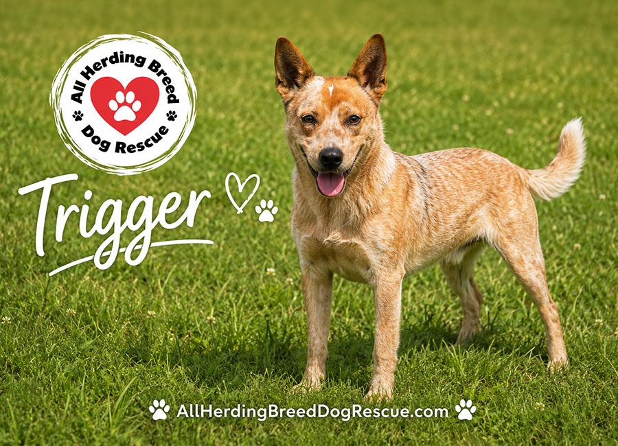 Trigger, a ADOPTABLE Cattle Dog in Joliet, IL image 4/5
