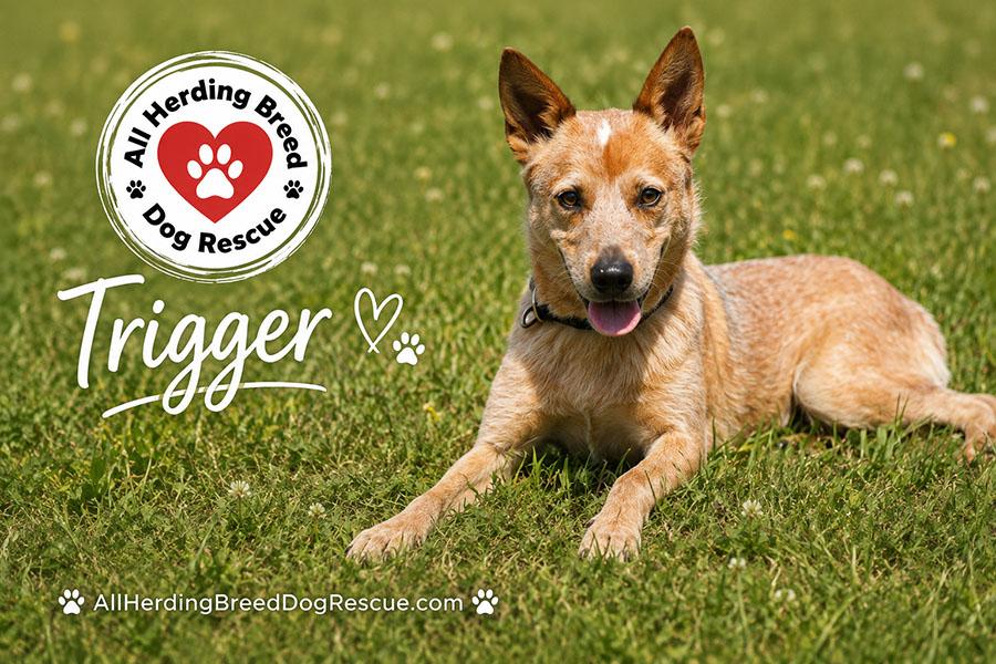 Trigger, a ADOPTABLE Cattle Dog in Joliet, IL image 1/5