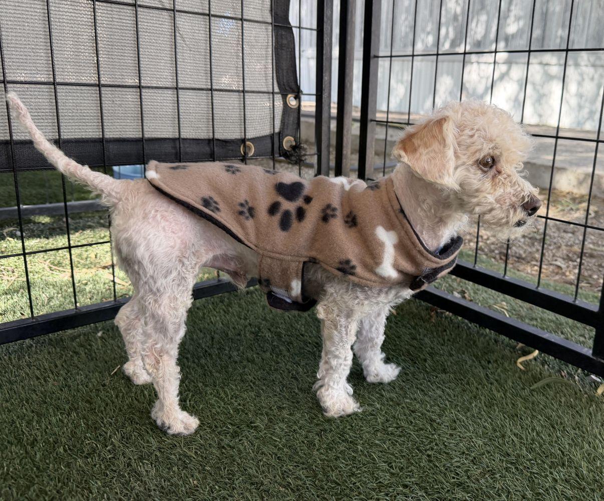 Peanut, adopted, Adult Male Poodle.