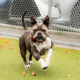 Enlarge Mochi, a Adoptable American Staffordshire Terrier in Santa Cruz, CA image 2/5