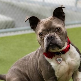 Enlarge Mochi, a Adoptable American Staffordshire Terrier in Santa Cruz, CA image 3/5