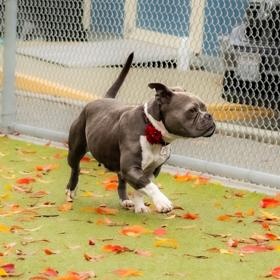 Enlarge Mochi, a Adoptable American Staffordshire Terrier in Santa Cruz, CA image 4/5