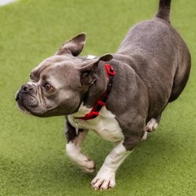 Enlarge Mochi, a Adoptable American Staffordshire Terrier in Santa Cruz, CA image 5/5