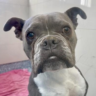 Enlarge Mochi, a Adoptable American Staffordshire Terrier in Santa Cruz, CA image 1/5