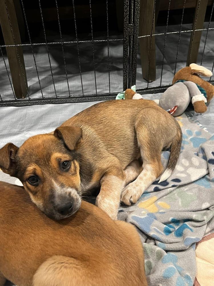 Bingo, Adoptable, Puppy Male Australian Cattle Dog / Blue Heeler.