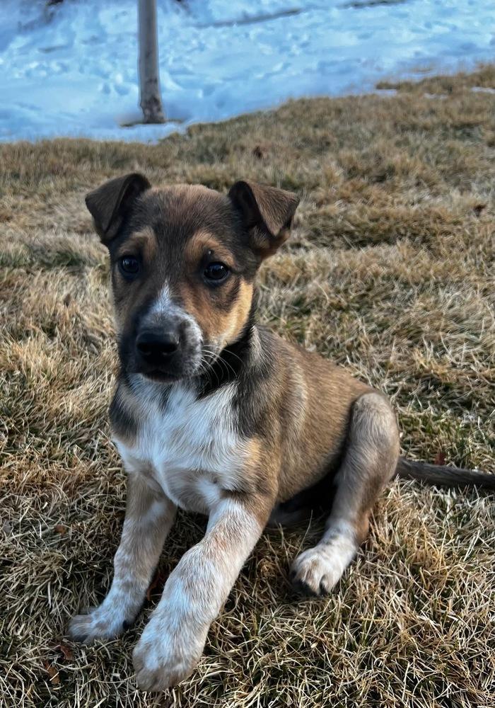 Enlarge Bingo, a Adoptable Australian Cattle Dog / Blue Heeler in Colorado Springs, CO image 2/3