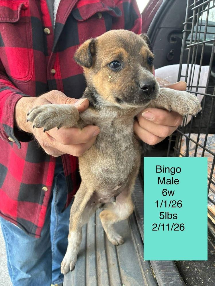 Enlarge Bingo, a Adoptable Australian Cattle Dog / Blue Heeler in Colorado Springs, CO image 3/3