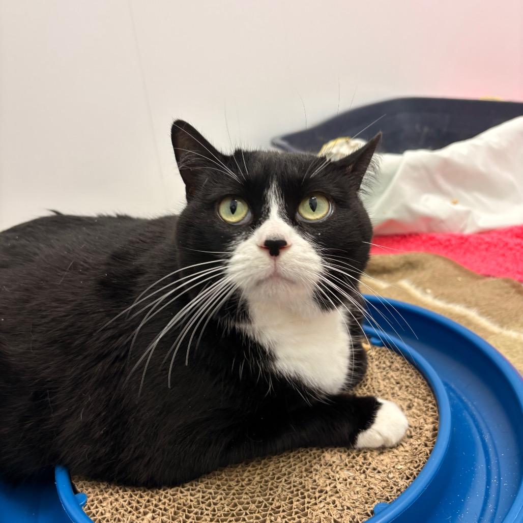 Mittens, Adoptable, Adult Female Domestic Short Hair.