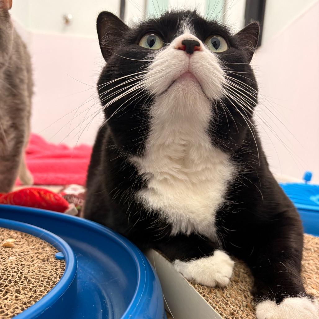 Enlarge Mittens, a Adoptable Domestic Short Hair in Saskatoon, SK image 2/3