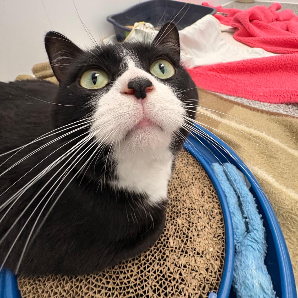 Enlarge Mittens, a Adoptable Domestic Short Hair in Saskatoon, SK image 3/3
