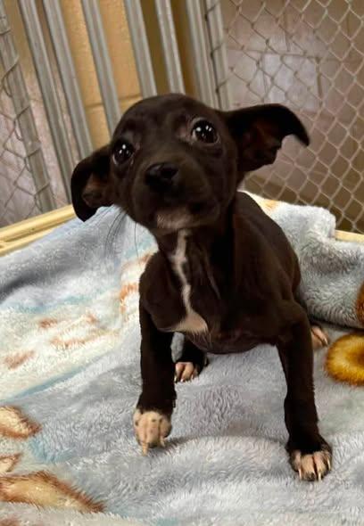 Pixie, Adoptable, Puppy Female Chihuahua.