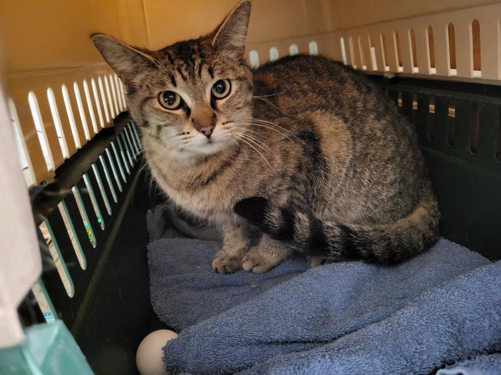 Enlarge ANGEL, a Adoptable mixed breed in Broomfield, CO image 1/2