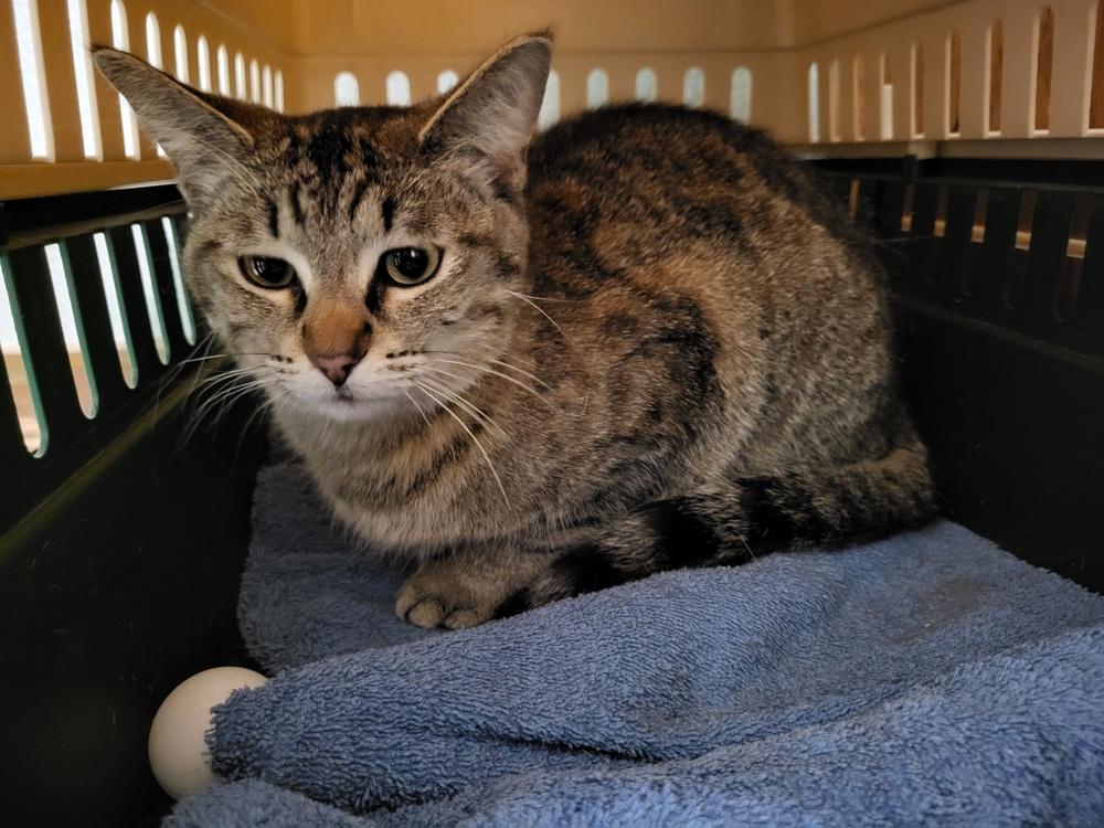Enlarge ANGEL, a Adoptable mixed breed in Broomfield, CO image 2/2