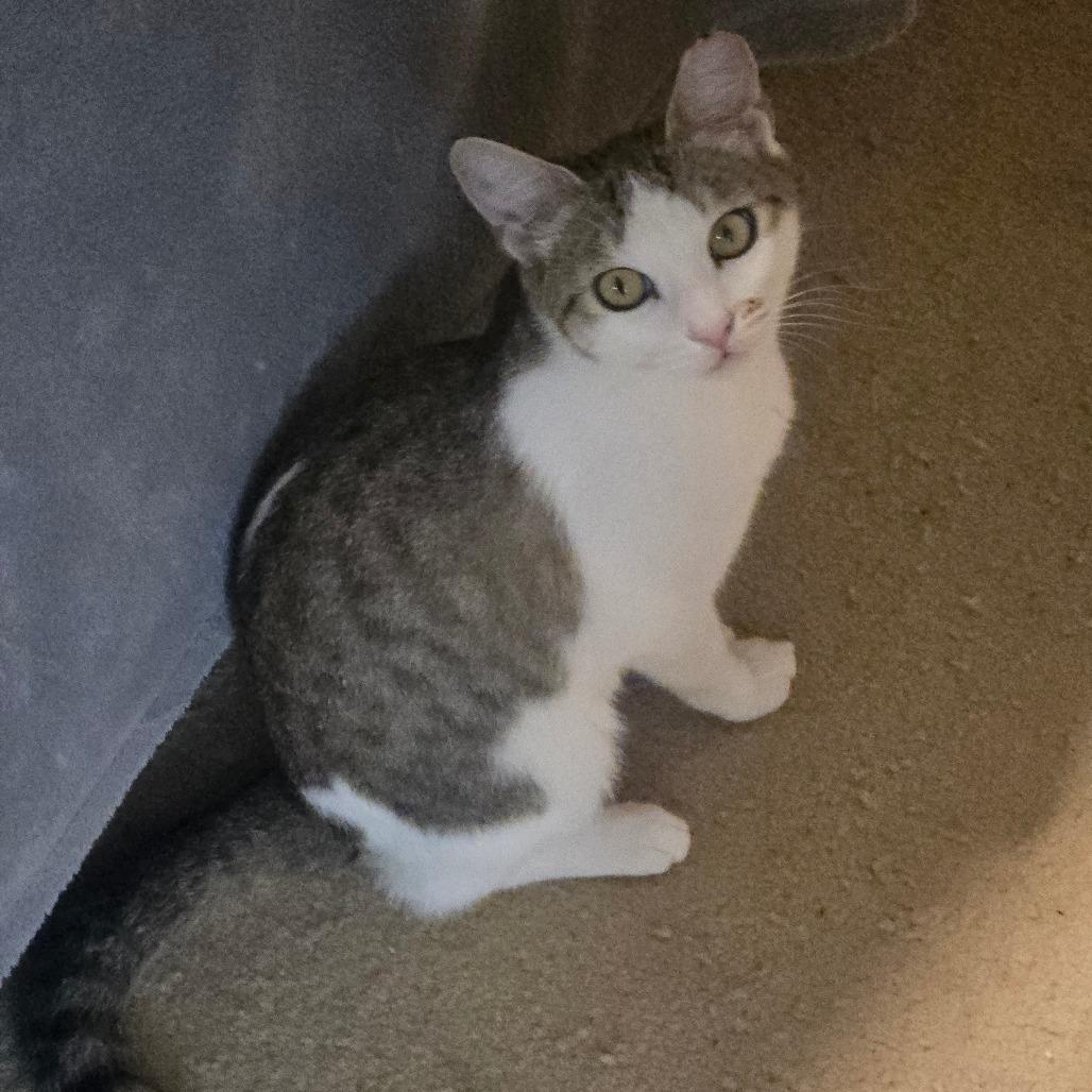 Smudge, Adoptable, Young Female Domestic Short Hair.