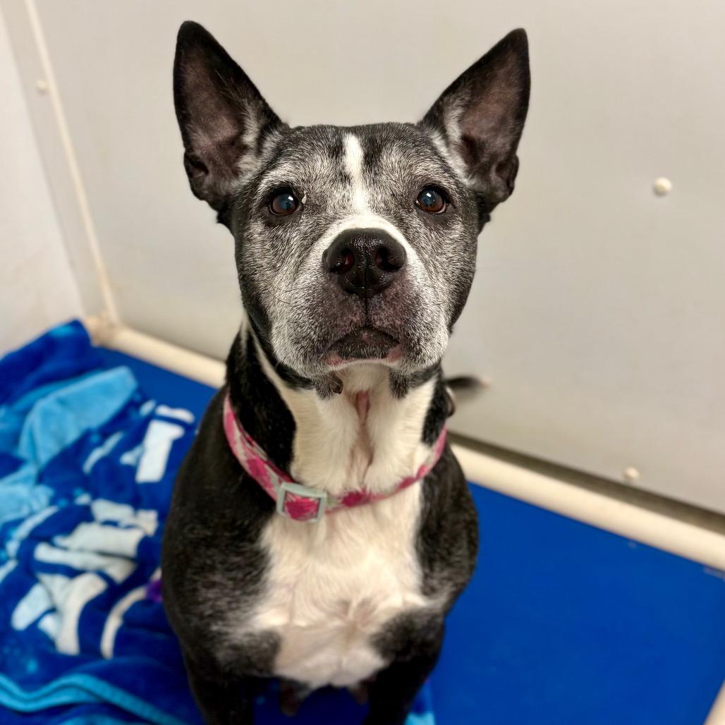 Louise, Adoptable, Senior Female Mixed Breed.