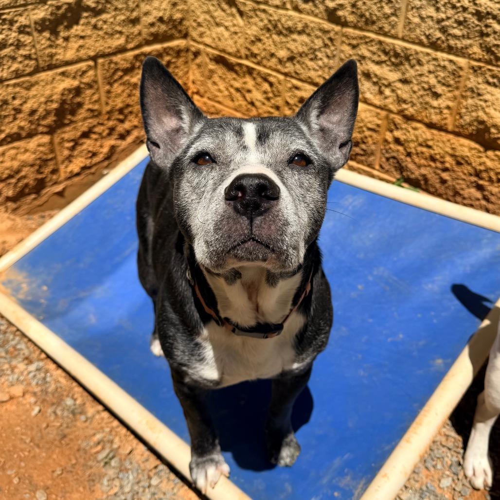 Enlarge Louise, a Adoptable Mixed Breed in Rocky Mount, VA image 2/6