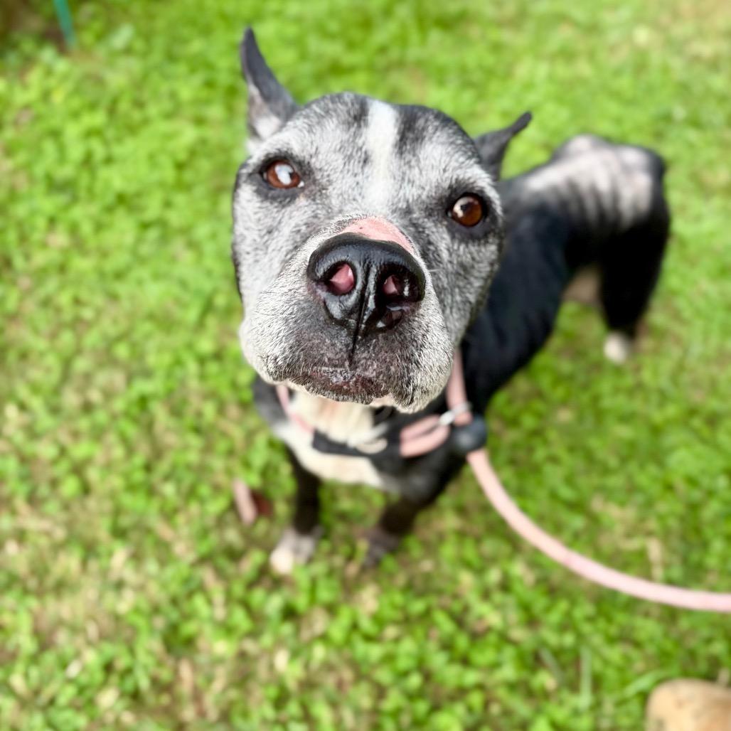 Louise, Adoptable, Senior Female Mixed Breed.