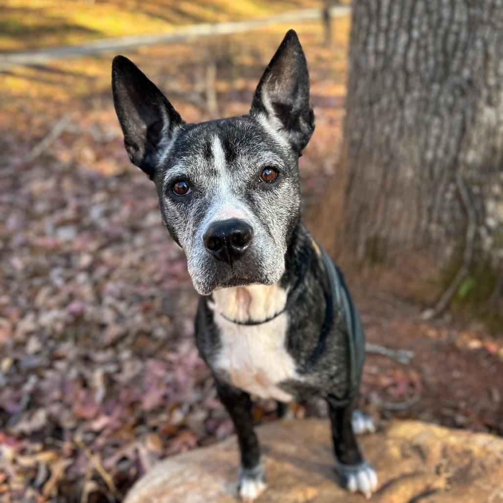 Enlarge Louise, a Adoptable Mixed Breed in Rocky Mount, VA image 2/3