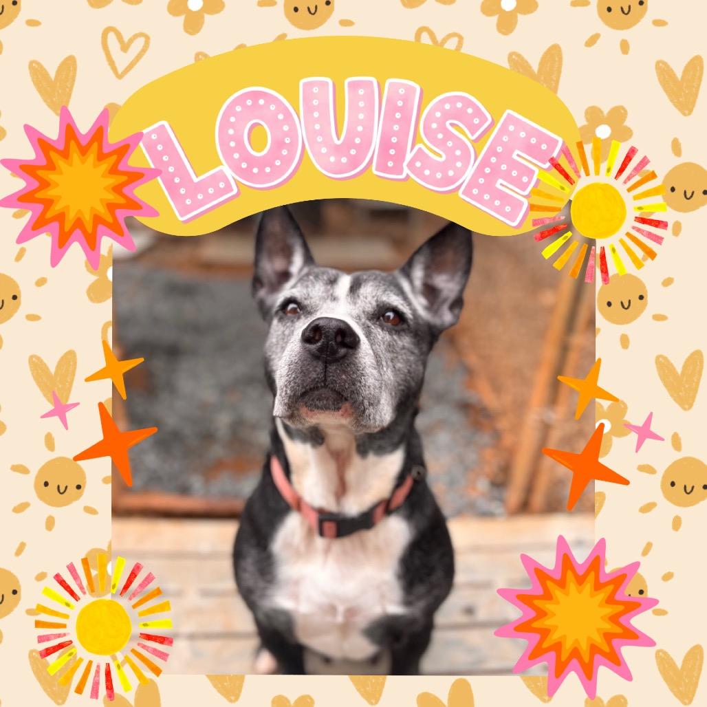 Enlarge Louise, a Adoptable Mixed Breed in Rocky Mount, VA image 4/6