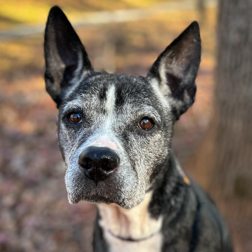 Enlarge Louise, a Adoptable Mixed Breed in Rocky Mount, VA image 3/3