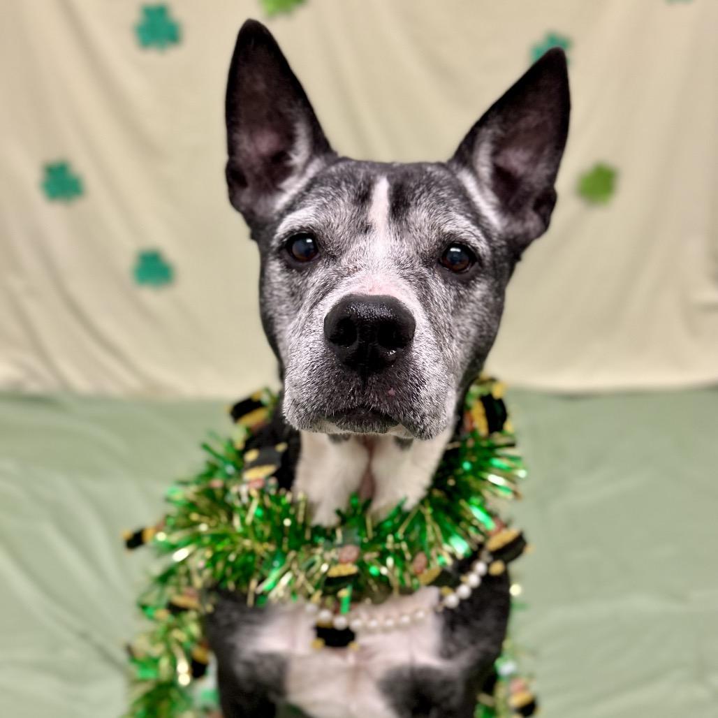 Enlarge Louise, a Adoptable Mixed Breed in Rocky Mount, VA image 6/6