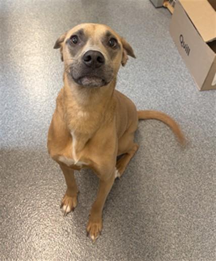 Enlarge ANYA, a Adoptable mixed breed in Toledo, OH image 1/1