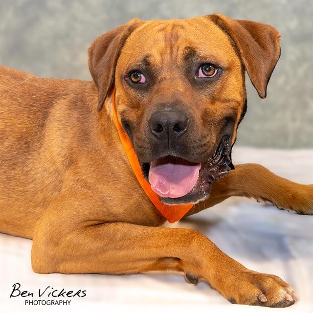 LOVER BOY, Adoptable, Young Male Boxer & Mixed Breed.