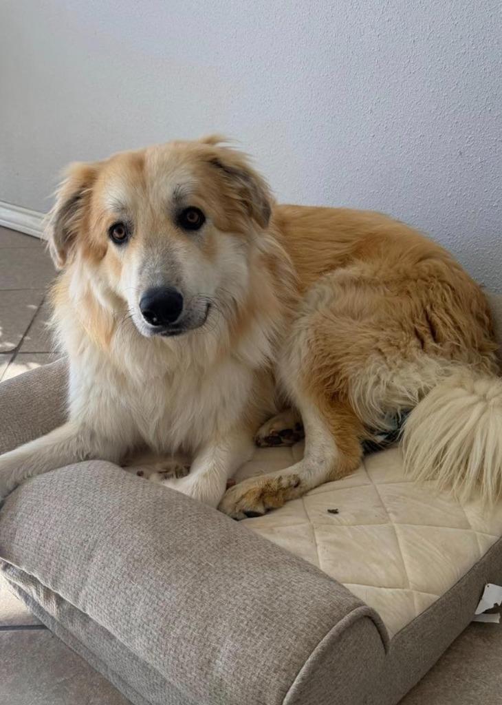 Mikey, a Adoptable mixed breed in Midland, TX image 1/5