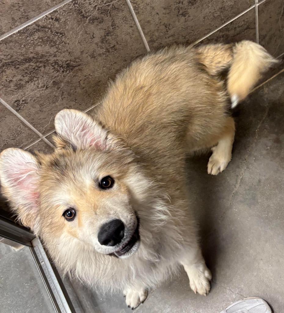 Mikey, a Adoptable mixed breed in Midland, TX image 2/5