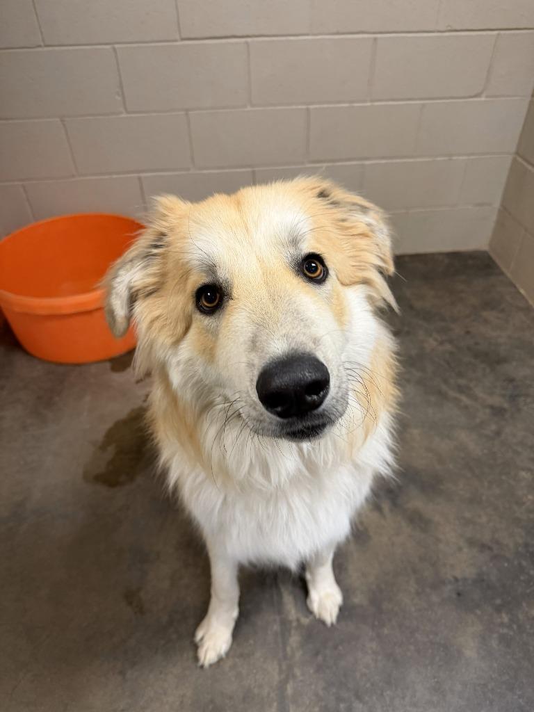 Mikey, a Adoptable mixed breed in Midland, TX image 3/5