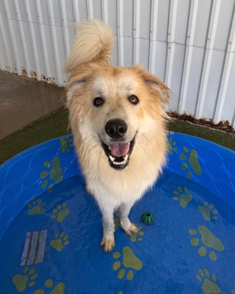 Enlarge Mikey, a Adoptable mixed breed in Midland, TX image 4/6