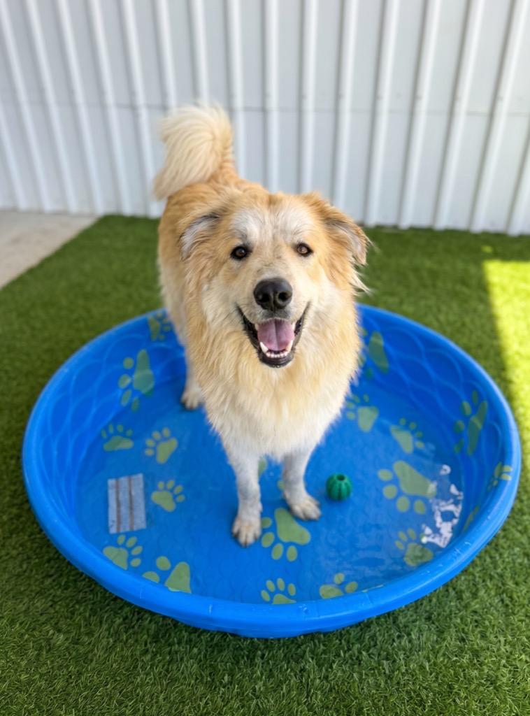 Enlarge Mikey, a Adoptable mixed breed in Midland, TX image 4/6
