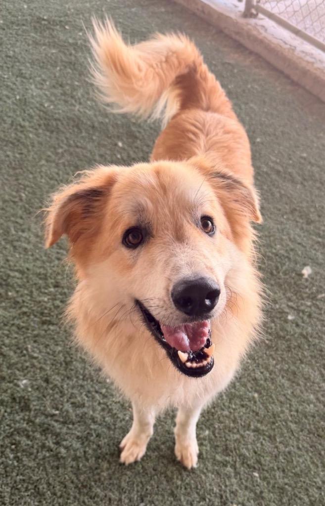 Enlarge Mikey, a Adoptable mixed breed in Midland, TX image 6/6