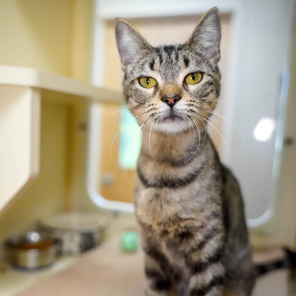 Enlarge Mystery, a Adoptable Domestic Short Hair in Thomaston, ME image 1/3