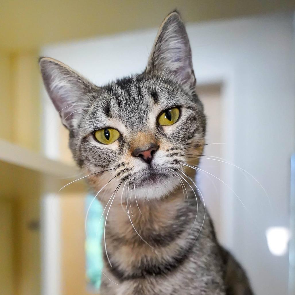 Enlarge Mystery, a Adoptable Domestic Short Hair in Thomaston, ME image 2/3