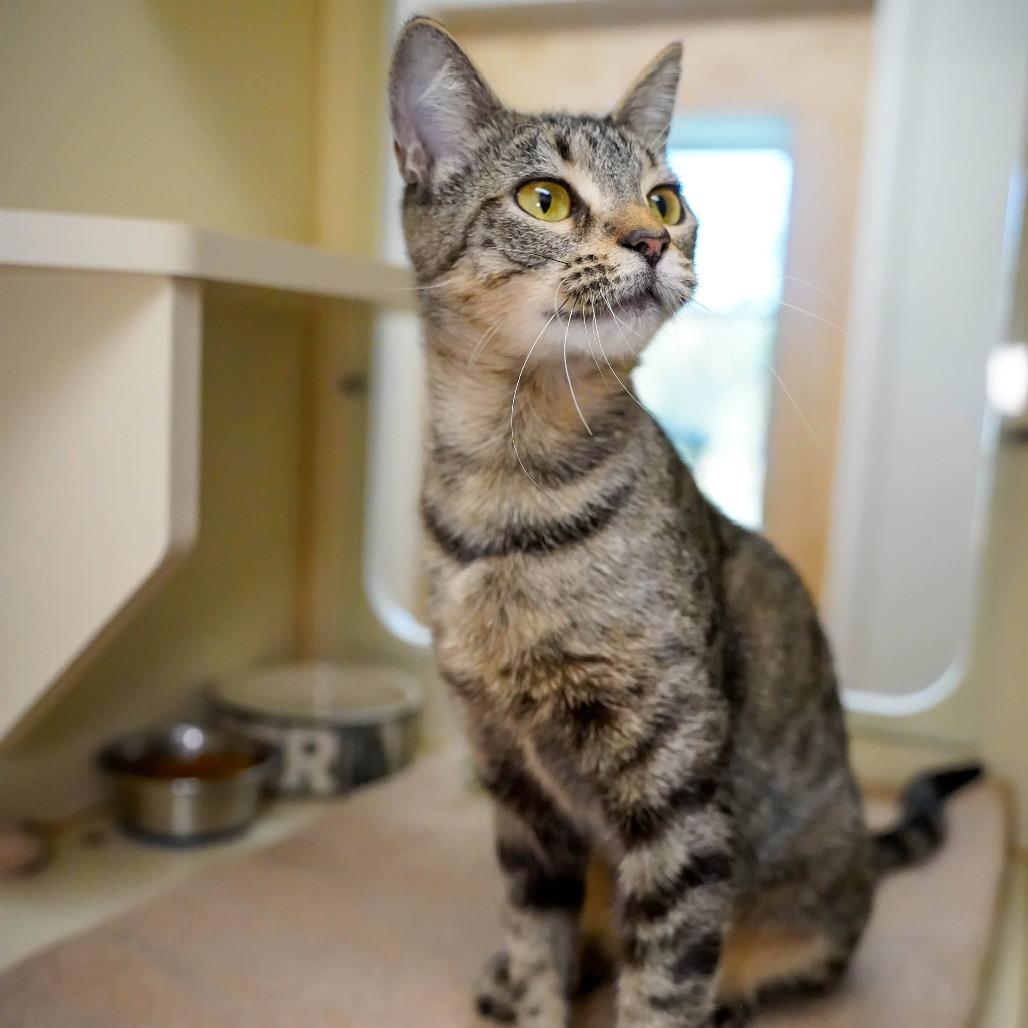 Enlarge Mystery, a Adoptable Domestic Short Hair in Thomaston, ME image 3/3