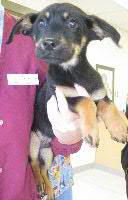 Enlarge Turbo, a Adopted Shepherd in Logan, UT image 1/1