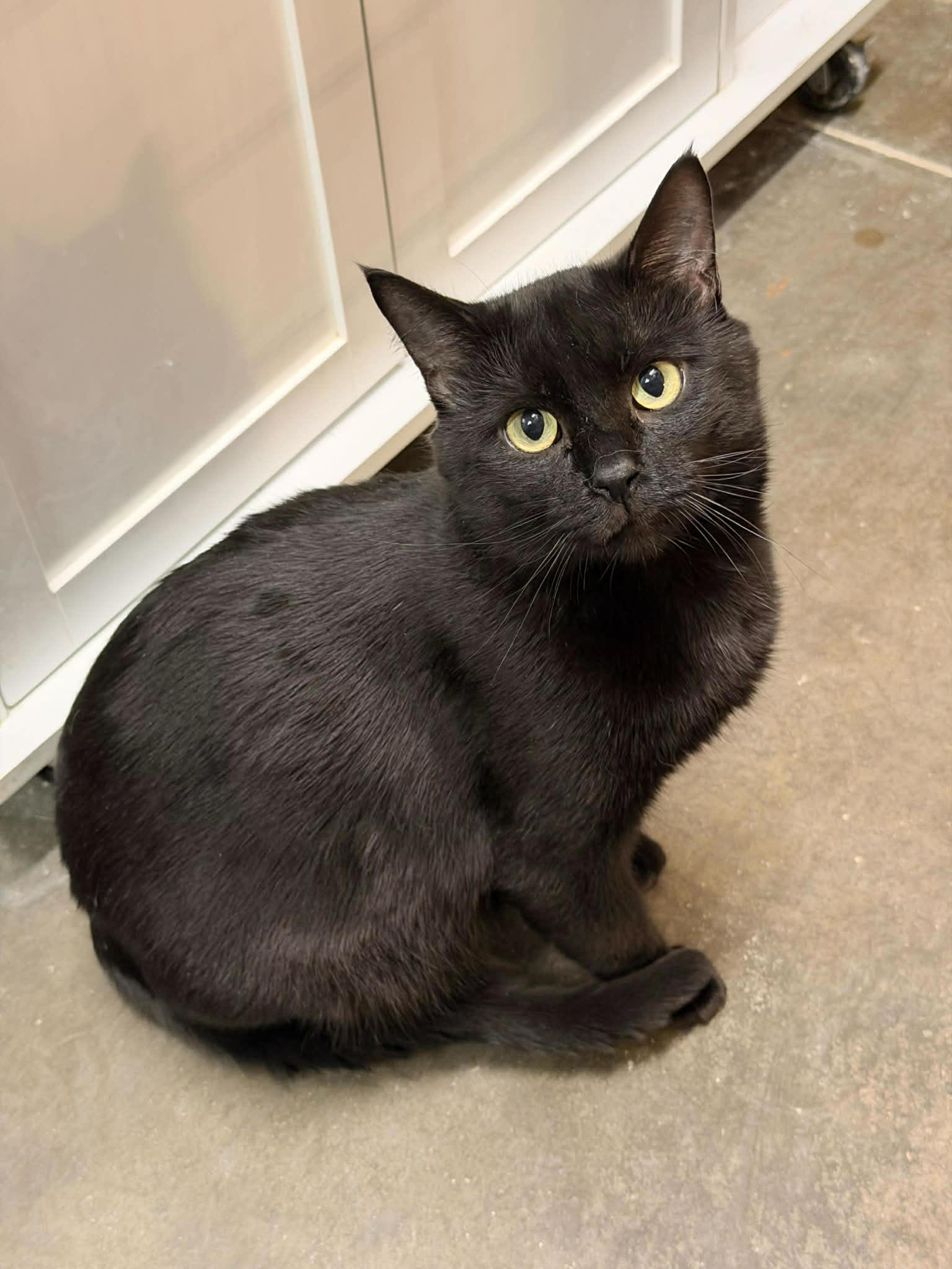 Enlarge MASTER LEOTA, a Adopted Domestic Short Hair in Capshaw, AL image 1/2