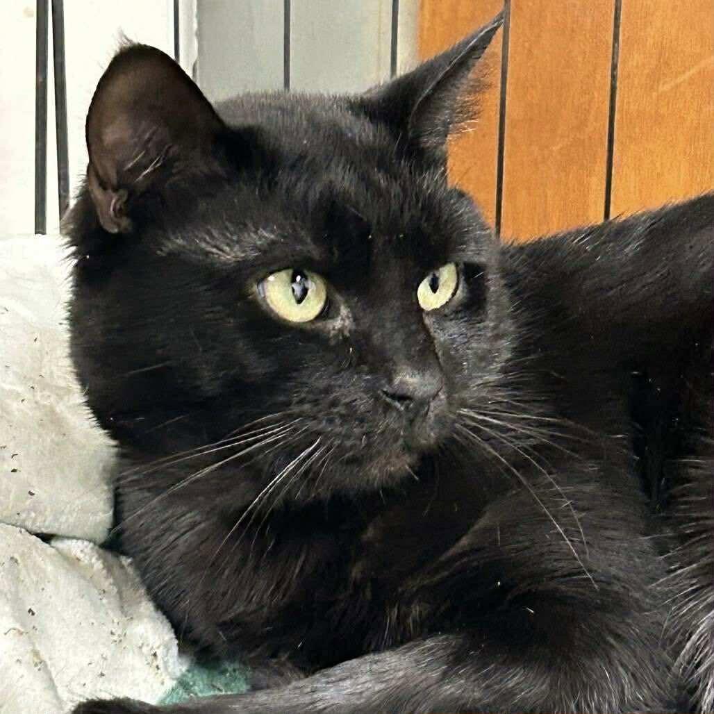 Enlarge MASTER LEOTA, a Adopted Domestic Short Hair in Capshaw, AL image 2/2