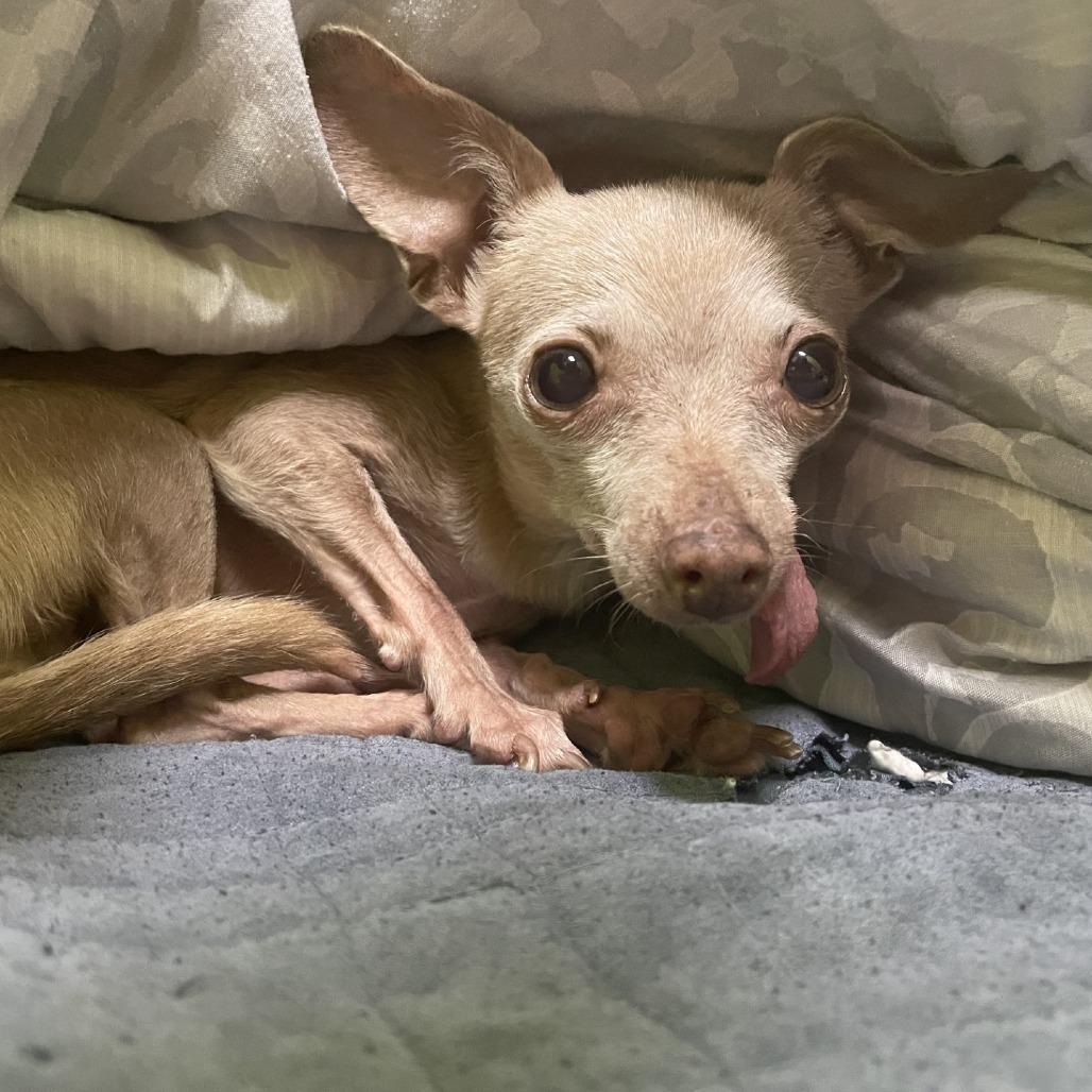 Velma, Adoptable, Senior Female Chihuahua.