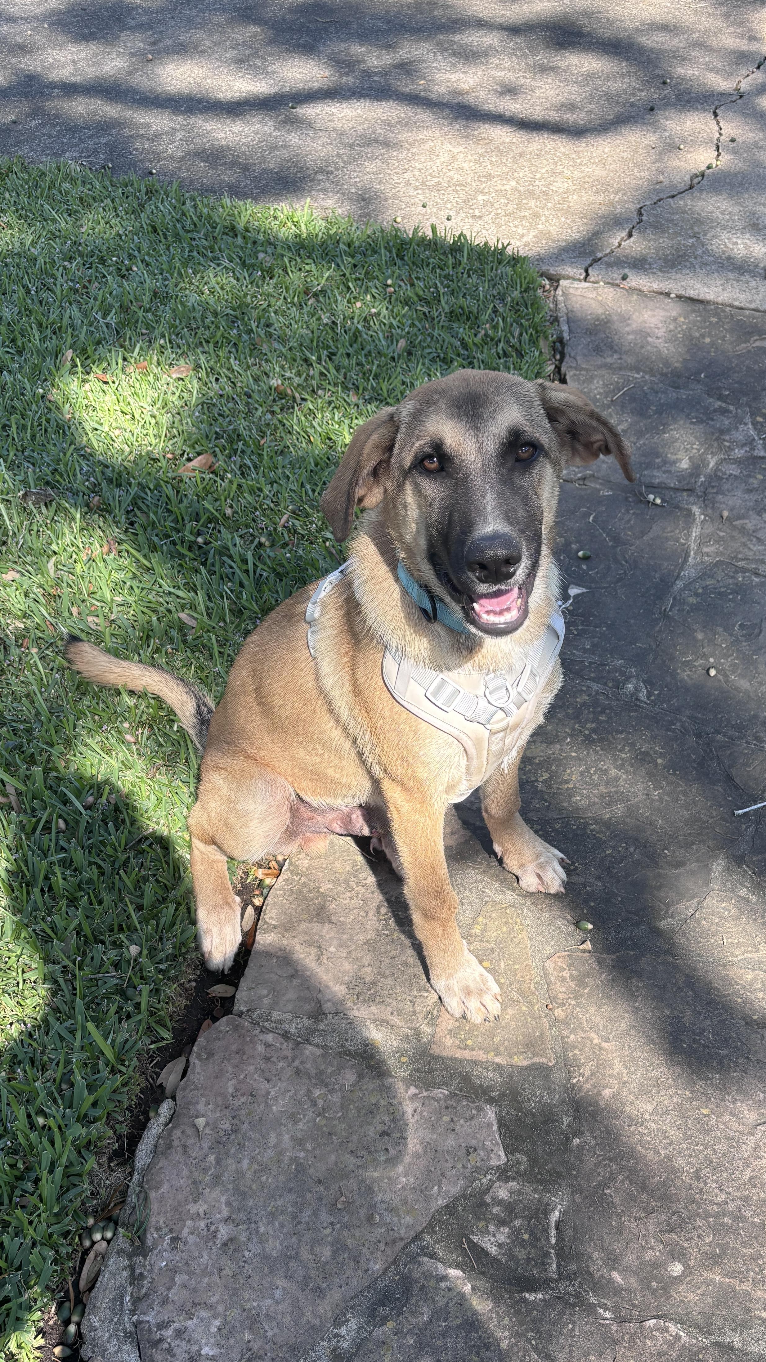 Enlarge AUGGIE (Sweet, Easy Taking Treats, Loves Kids & Dogs, Loves Water, Easy Going, Laid Back), a Adoptable mixed breed in Cambridge, MA image 4/6