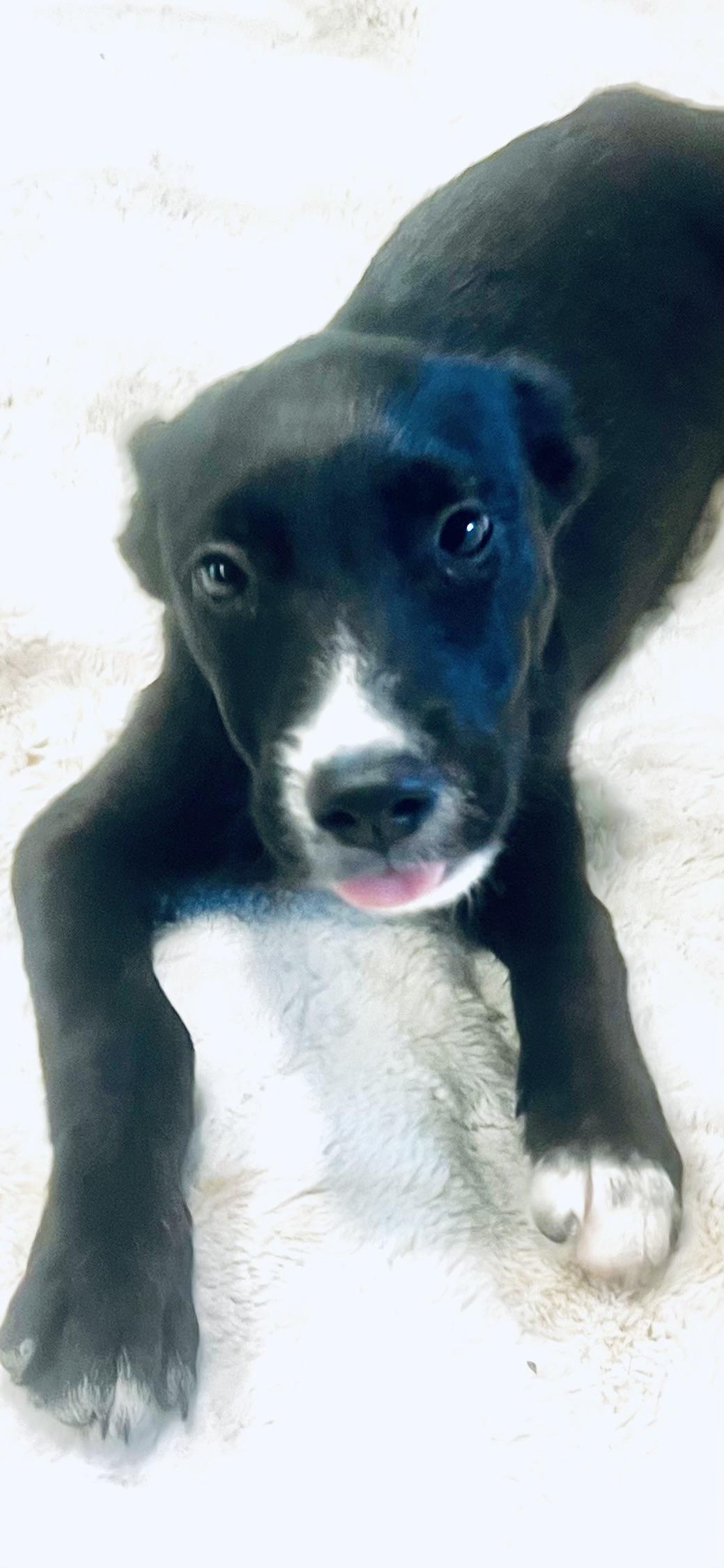 Cuddle bug! Sweet puppy!, a Adopted mixed breed in Cambridge, MA image 4/6